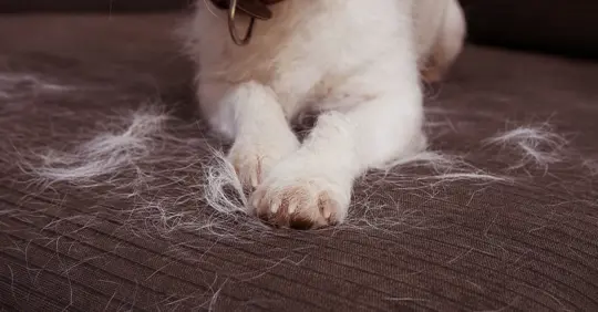 Dog shedding its fur